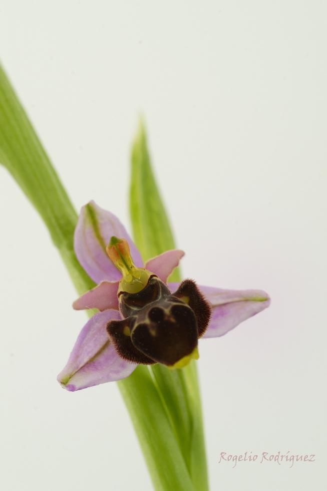 Imagen 35 de la galería de Orquideas
